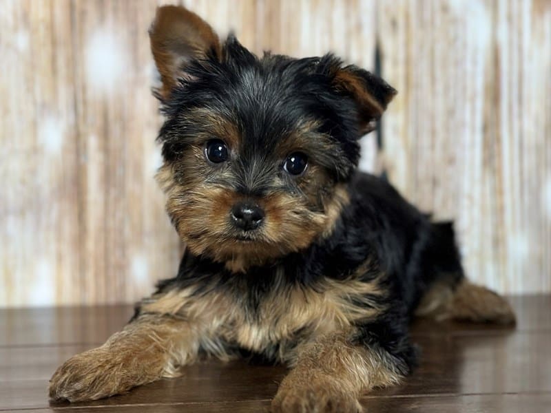 Yorkshire Terrier Dog Female Black and tan 3768