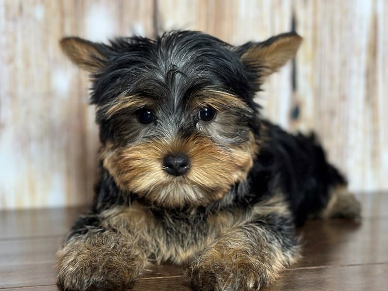 Yorkshire Terrier Dog Male Black and tan 3767