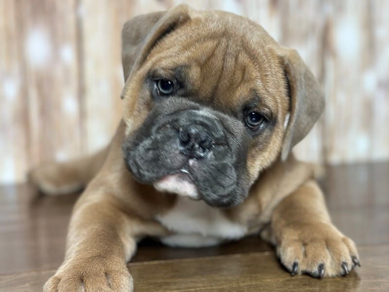 English Beabull Dog Female Fawn 3764