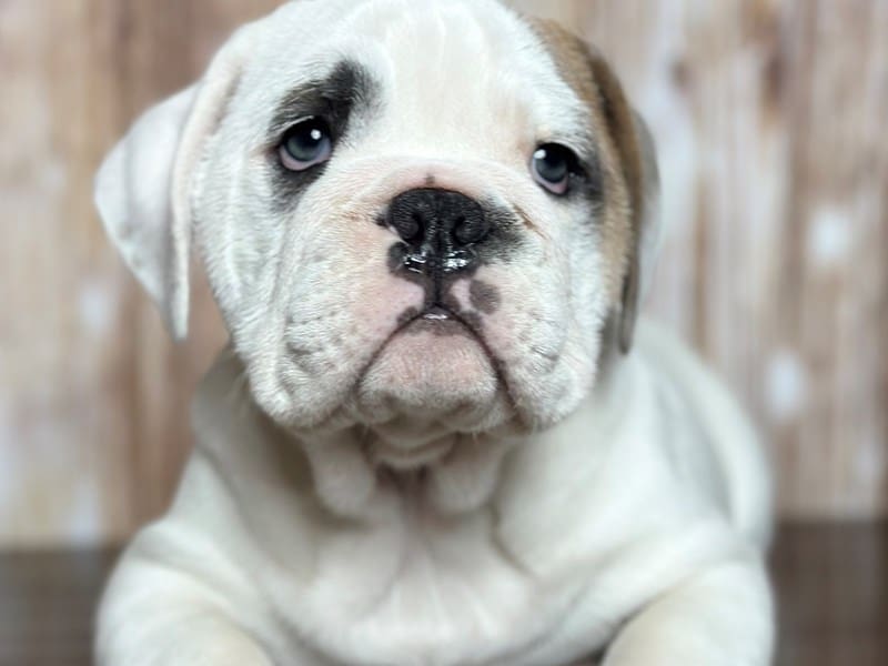 English Beabull Dog Female White and tan 3765