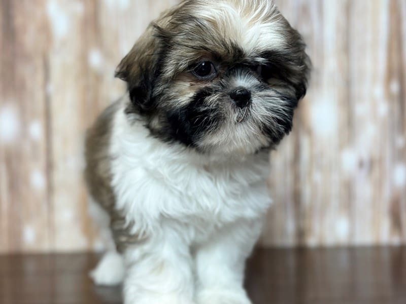 Shih Tzu Dog Female Tri color 3751