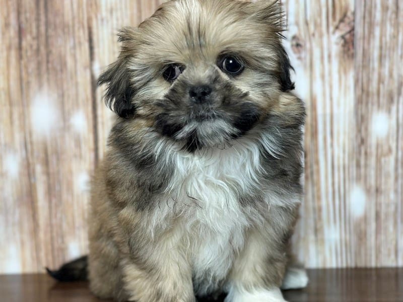 Shorkie Unknown Male Brown and white with black 3755