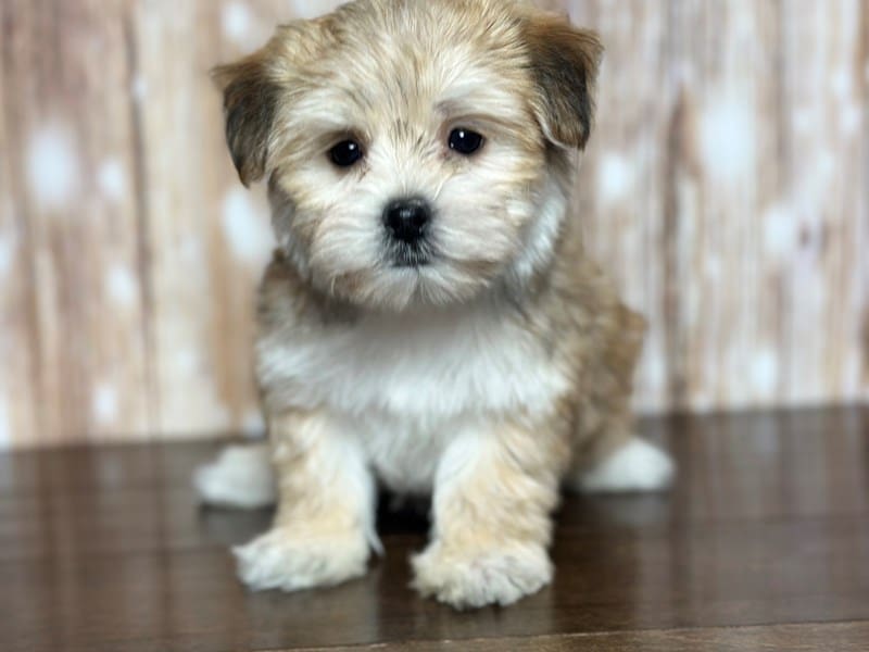 Morkie (Yorkshire Terrier X Maltese) Dog Female Brown and white 3750
