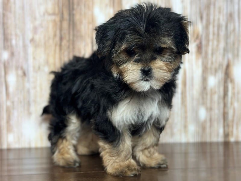 Morkie (Yorkshire Terrier X Maltese) Dog Female Black and tan with white 3749