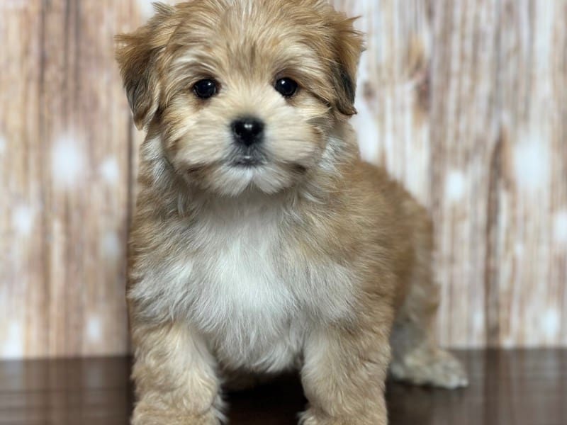 Morkie (Yorkshire Terrier X Maltese) Dog Male Brown and white 3748
