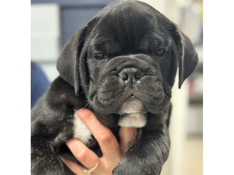 English Beabull Dog Female Black 3766