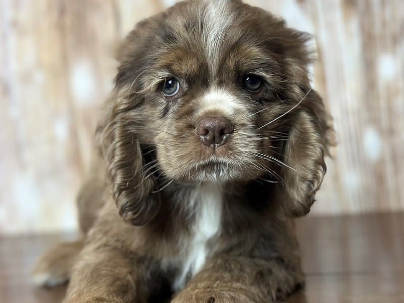Cocker Spaniel Dog Female Chocolate Merle 3763