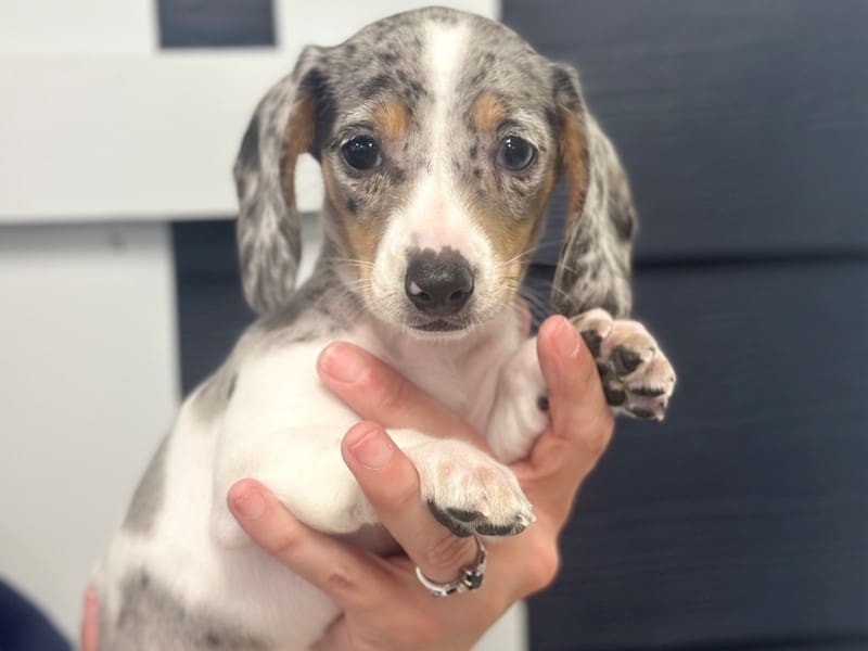 Dachshund Dog Female Silver dapple piebald 3777