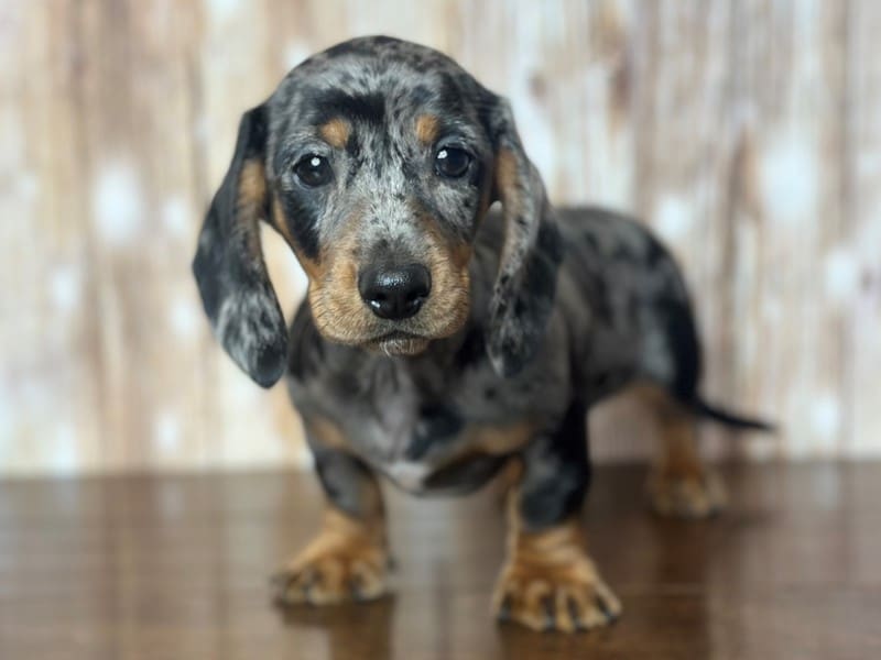 Dachshund Dog Female Silver dapple 3776