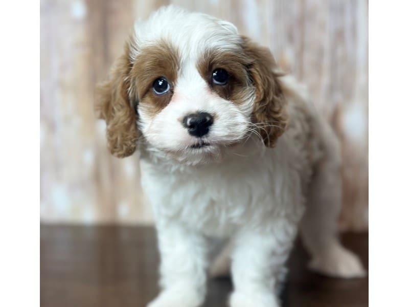 Cavapoo Dog Female Red and white 3770
