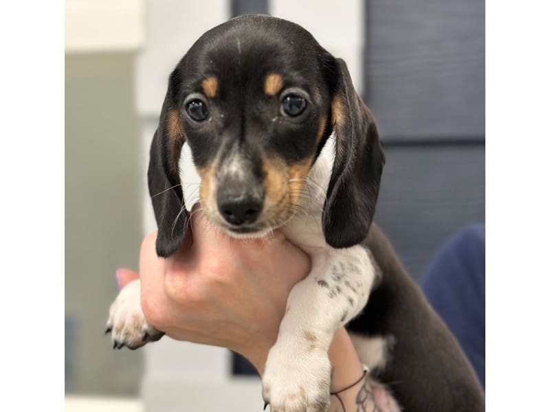 Dachshund Dog Male Black and white piebald 3775
