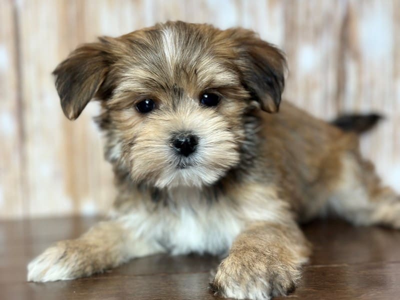 Morkie (Yorkshire Terrier X Maltese) Dog Male Brown 3781