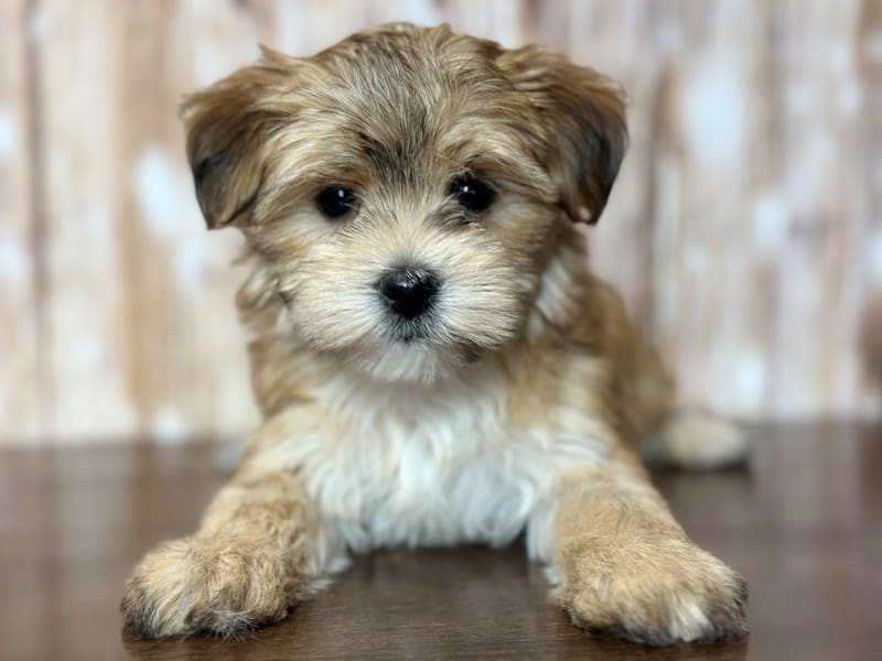 Morkie (Yorkshire Terrier X Maltese) Dog Female Brown 3778