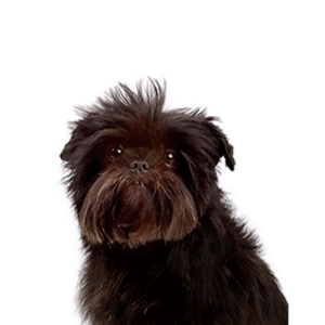 Pets N Pals Affenpinscher