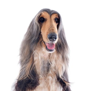 Pets N Pals Afghan Hound