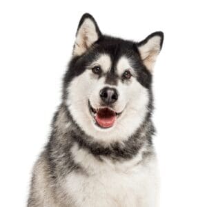 Pets-N-Pals Alaskan Malamute