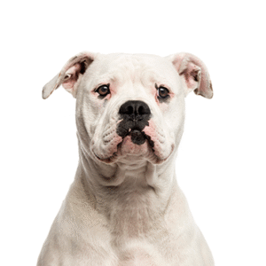 Pets N Pals American Bulldog