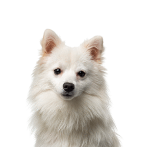 Pets N Pals American Eskimo