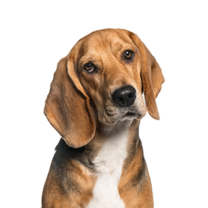 Pets N Pals American Foxhound