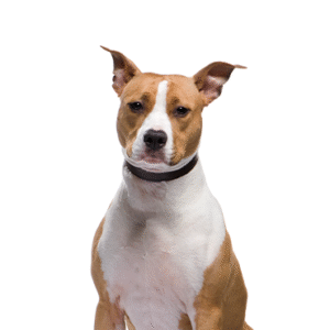 Pets N Pals American Staffordshire Terrier