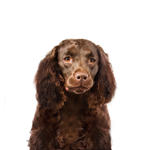Pets N Pals American Water Spaniel