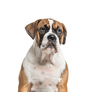 Pets N Pals Bea-Bull
