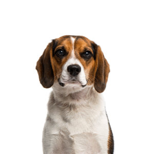Pets N Pals Beagle