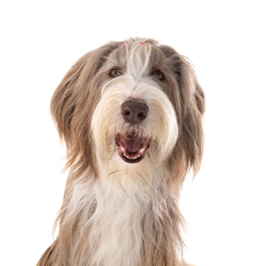 Pets N Pals Bearded Collie