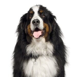 Pets-N-Pals Bernese Mountain Dog