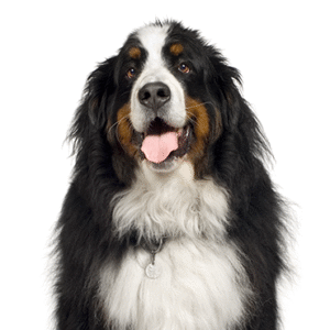 Pets N Pals Bernese Mountain Dog