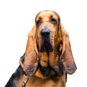Pets N Pals Bloodhound