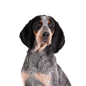 Pets N Pals Bluetick Coonhound
