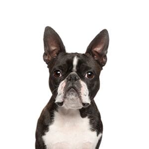 Pets-N-Pals Boston Terrier