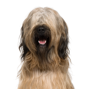 Pets N Pals Briard