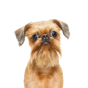 Pets N Pals Brussels Griffon