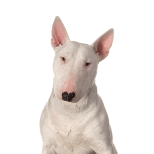 Pets N Pals Bull Terrier