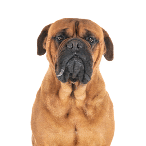 Pets N Pals Bullmastiff