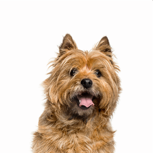 Pets N Pals Cairn Terrier