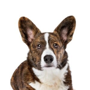 Pets-N-Pals Cardigan Welsh Corgi