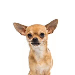 Pets-N-Pals Chihuahua