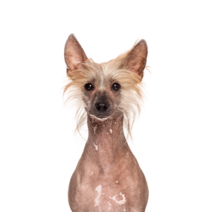 Pets N Pals Chinese Crested