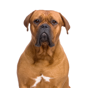 Pets N Pals Dogue de Bordeaux