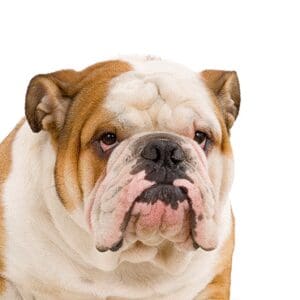 Pets-N-Pals English Bulldog
