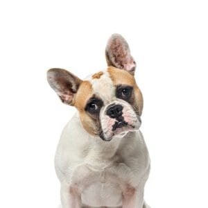 Pets-N-Pals French Bulldog