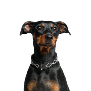 Pets N Pals German Pinscher