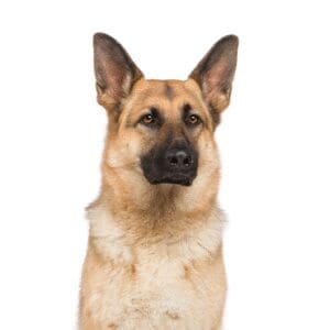 Pets-N-Pals German Shepherd