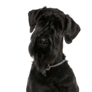 Pets N Pals Giant Schnauzer