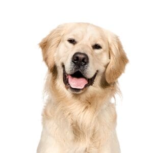 Pets-N-Pals Golden Retriever