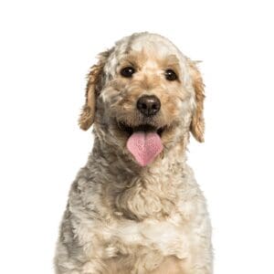 Pets-N-Pals Goldendoodle