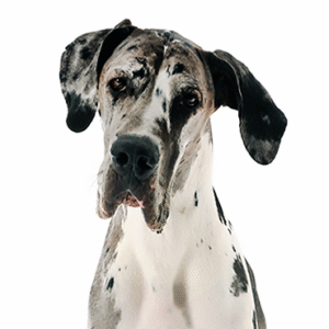 Pets N Pals Great Dane